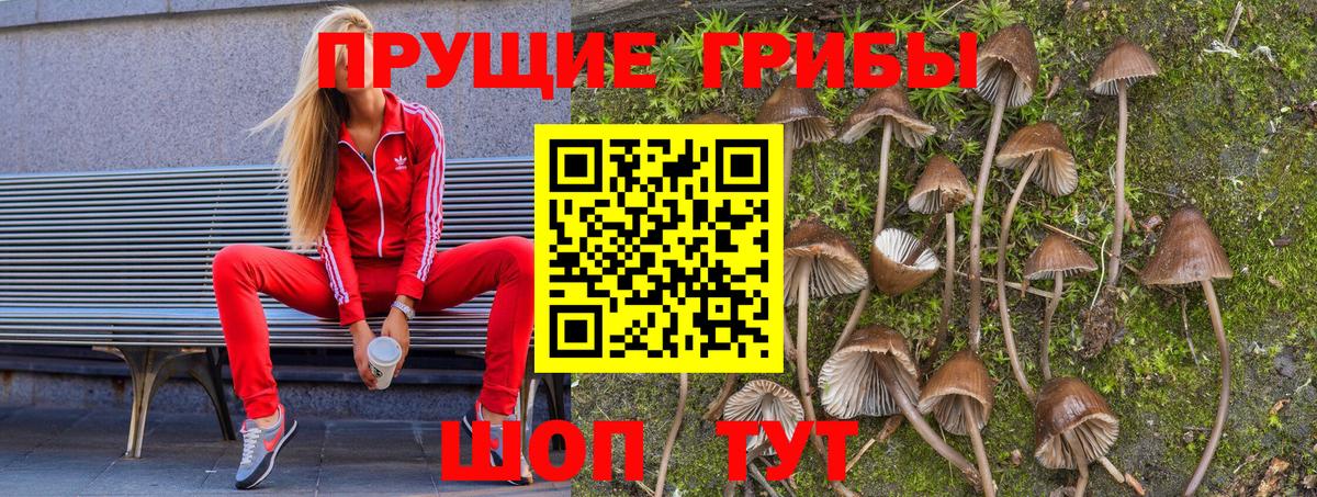 Самара  Псилоцибиновые грибы Psilocybe  Псилоцибиновые грибы Psilocybe  Вход с VPN 